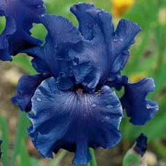 Schilliger Production  Iris germanica 'Yaquina Blue'  15 cm