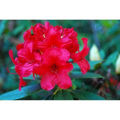   Rhododendron 'Vulcan'  C7.5 50/+