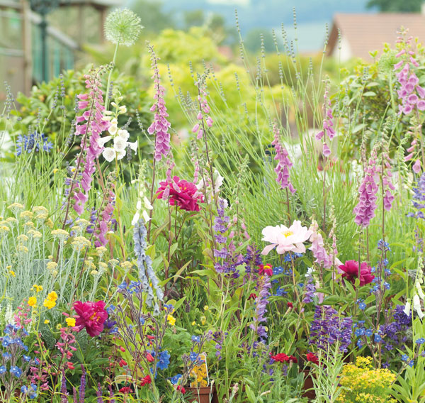 Fleurs sauvages jardin coloré