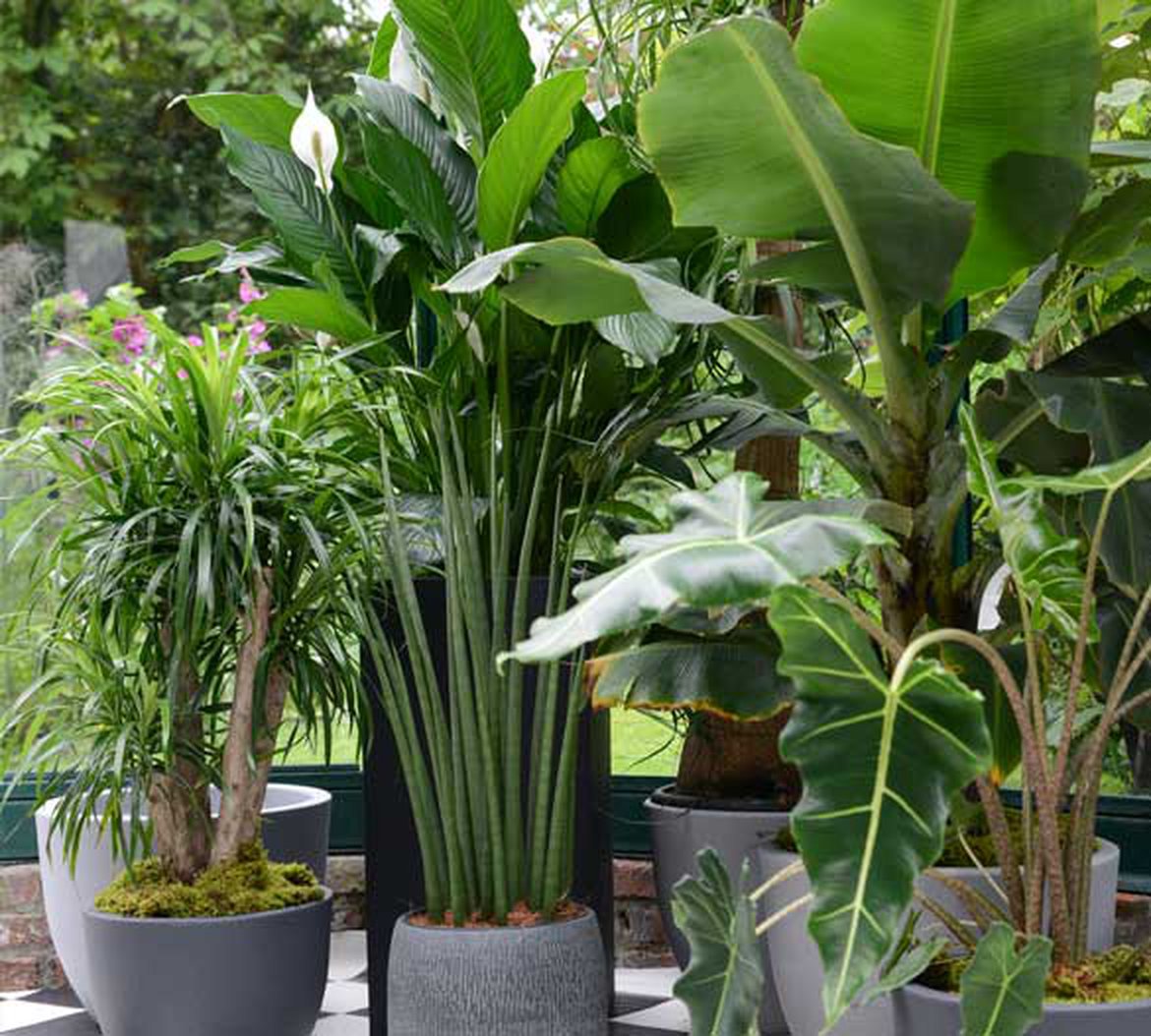 Décoration d'intérieur, plantes tropicales, conception