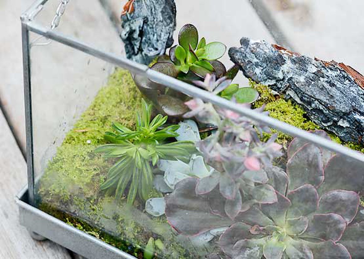 Terrariums déco et mini-jardins de verre - botanic®