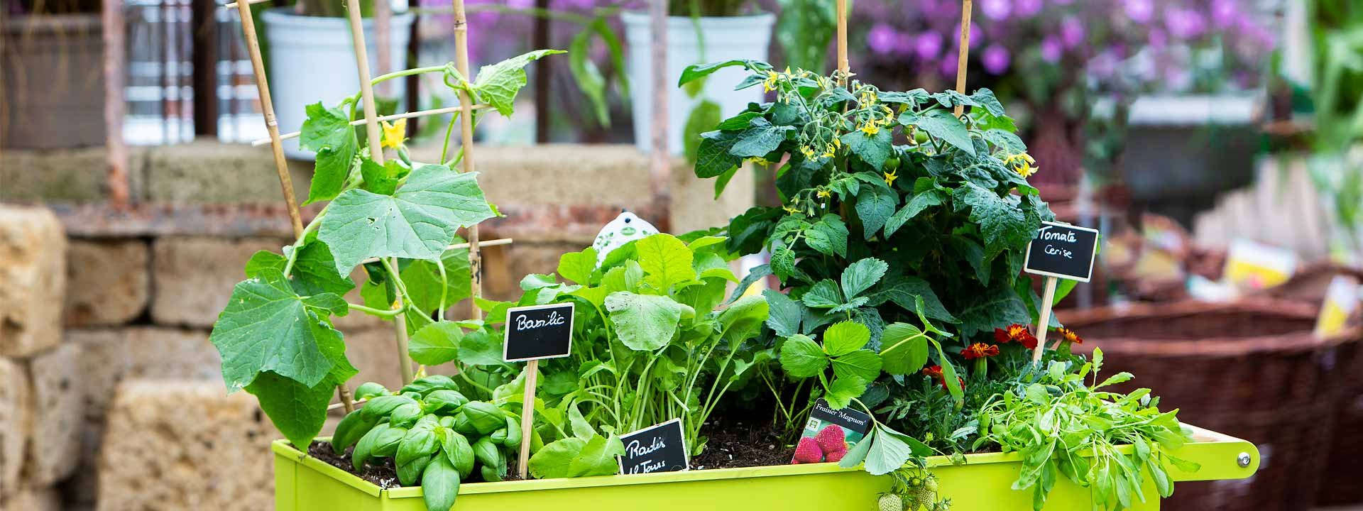 Décor saisonnier, créez un jardin de pots - Gamm vert