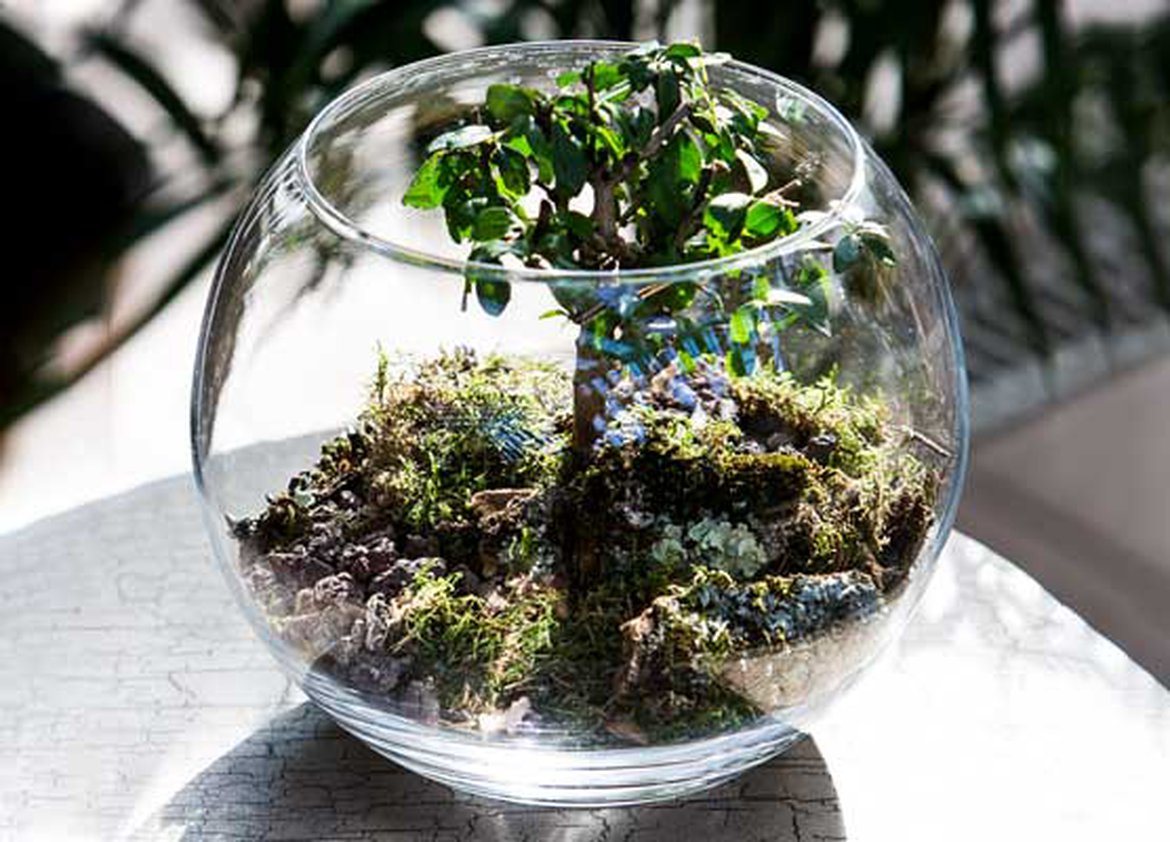 31 modèles de terrariums pour vos plantes d'intérieur  Mini jardins,  Terrarium pour plantes grasses, Mini jardin zen