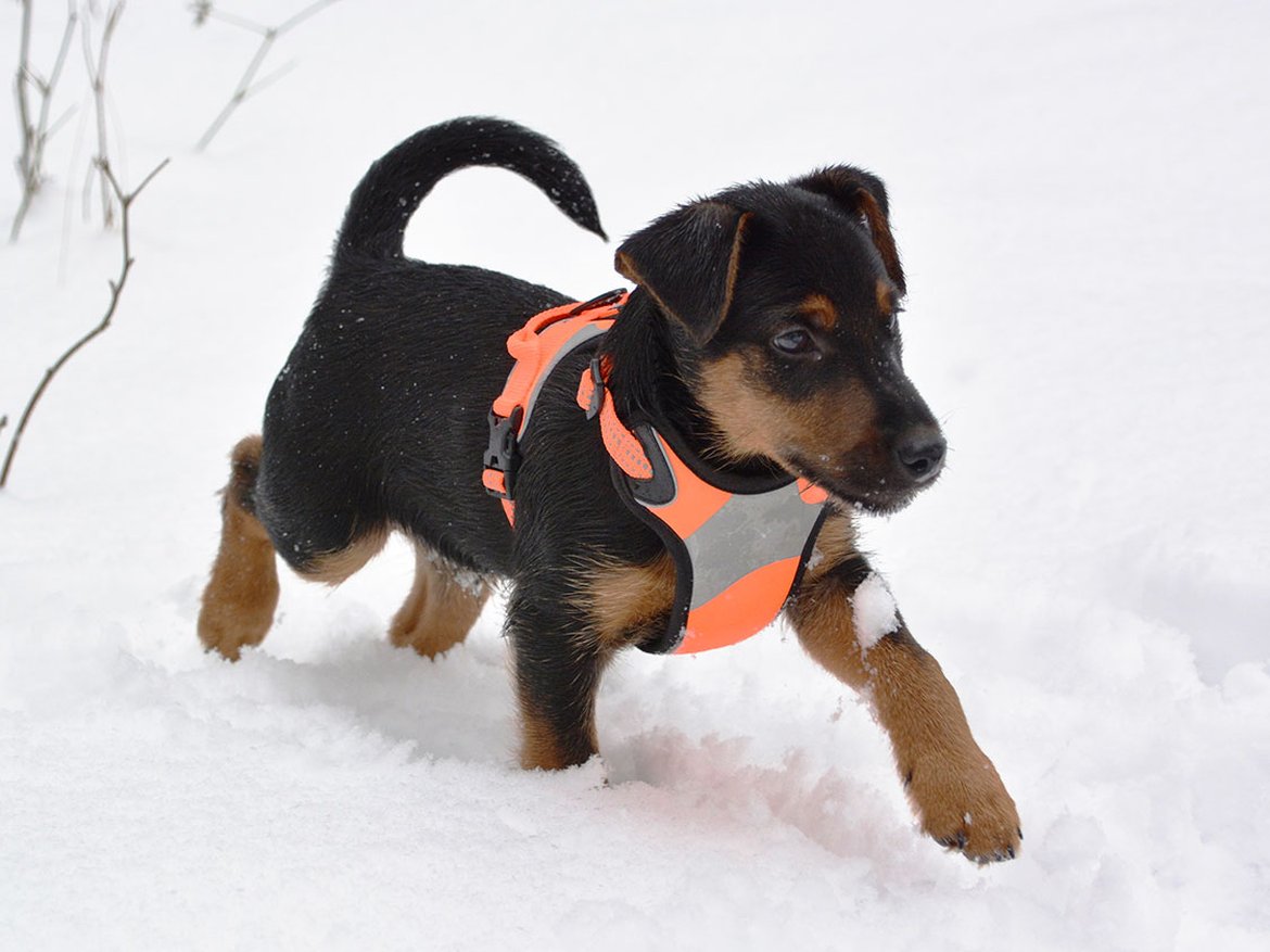 Article de blog: Comment prendre soin de son chien pendant la saison froide? - Schilliger
