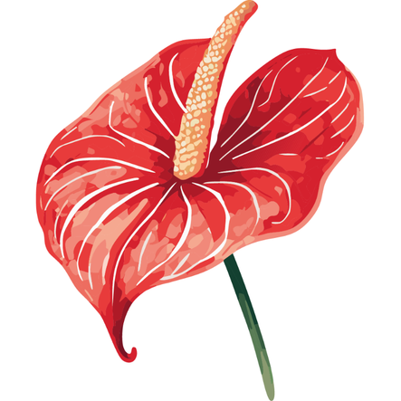 Anthurium rouge - Anthurium andraeanum