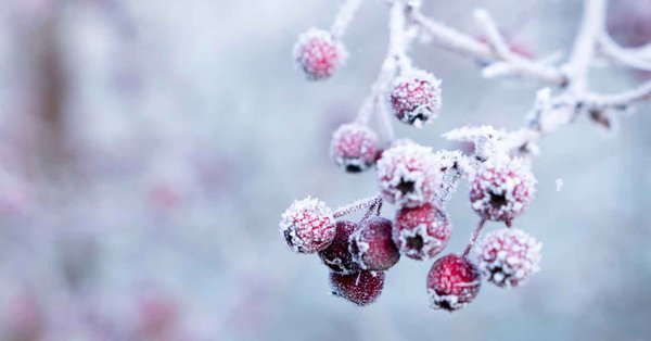 Protéger les plantes en hiver : mode d'emploi