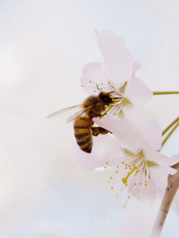 Se lancer dans l'apiculture

 
