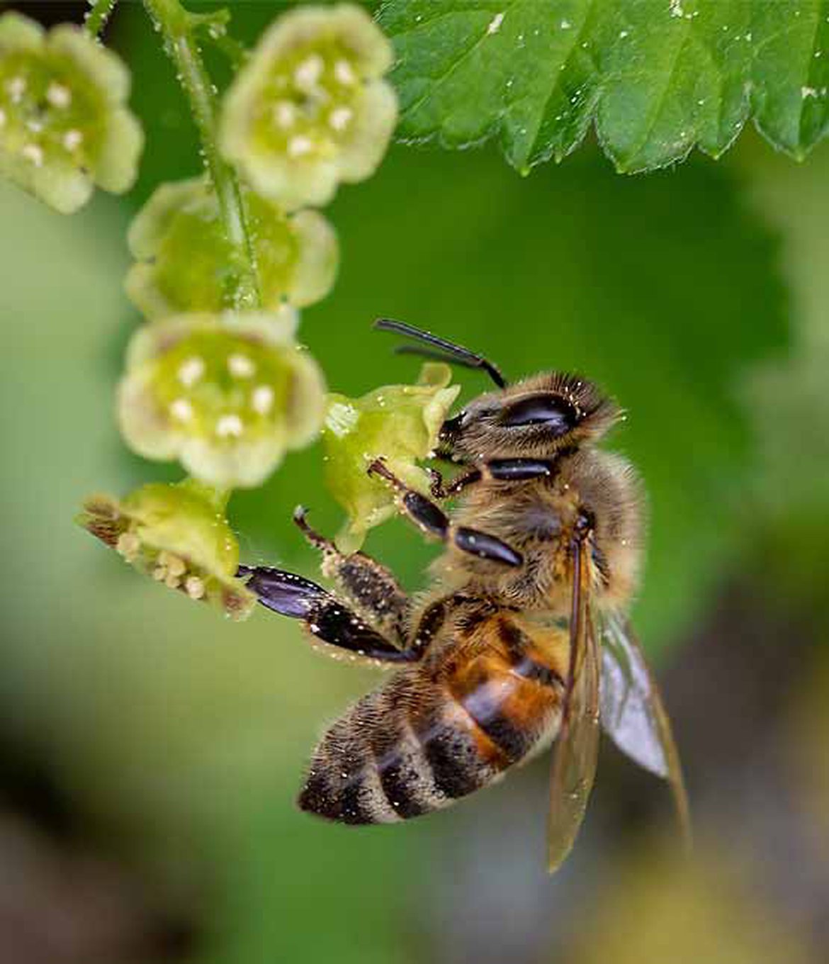 Entretien sur les abeilles et l'apiculture