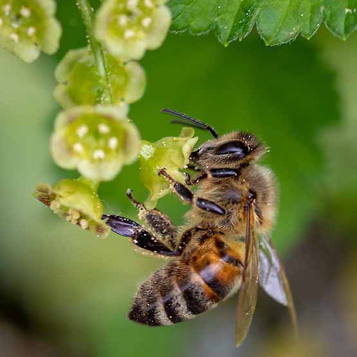 Blog - ce qu'il faut savoir avant de se lancer dans l'apiculture