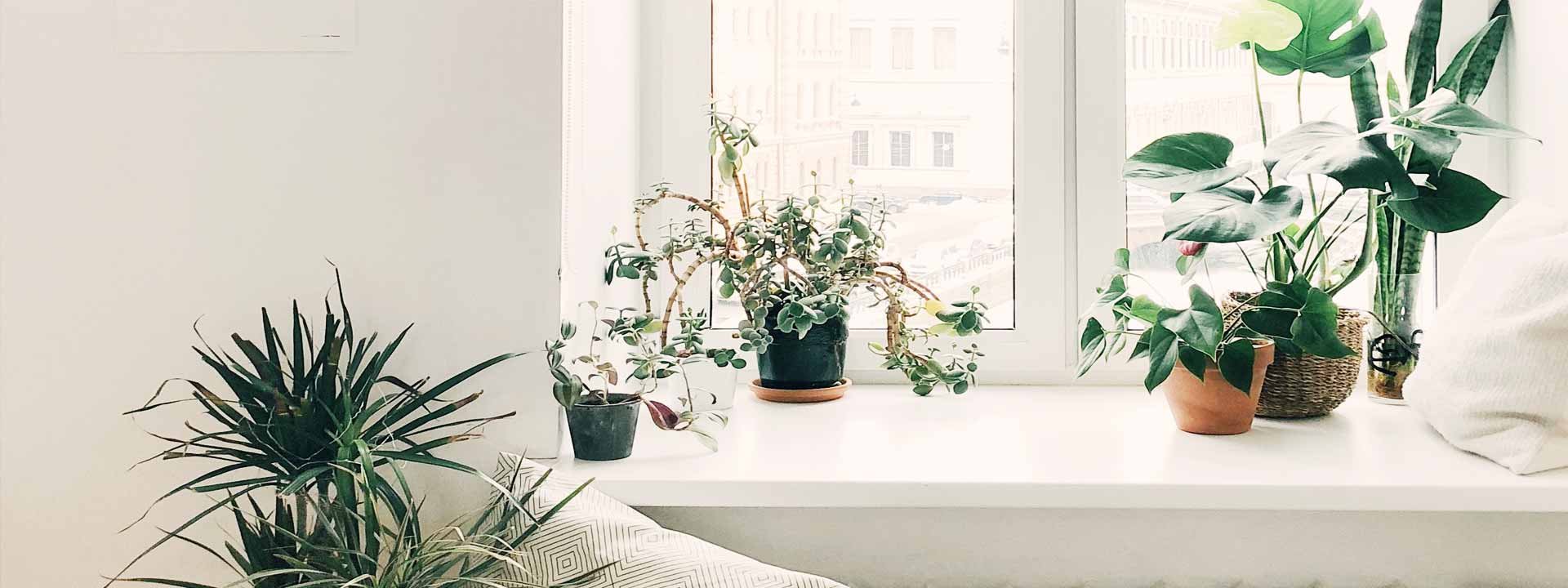 Les plantes d'appartement : nos fiches conseil pratiques