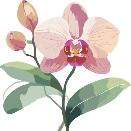 Orchidée - Orchidaceae