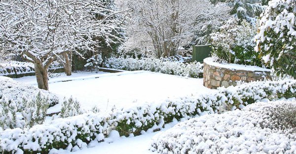 Quand installer et retirer les protections hivernales au jardin