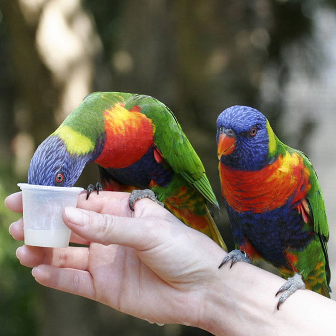 Boutique en ligne - Matériel pour oiseaux perruches perroquets - Animalerie