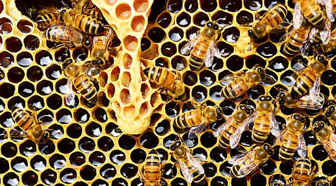 Vente - Matériel apicole - Le Rucher Arpeli Apiculture