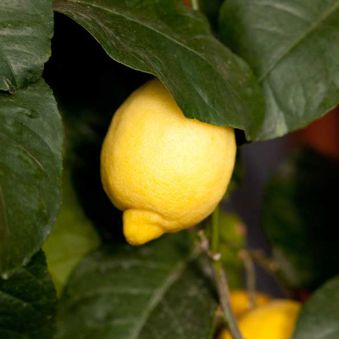Citronnier quatre saisons (citrus limon)