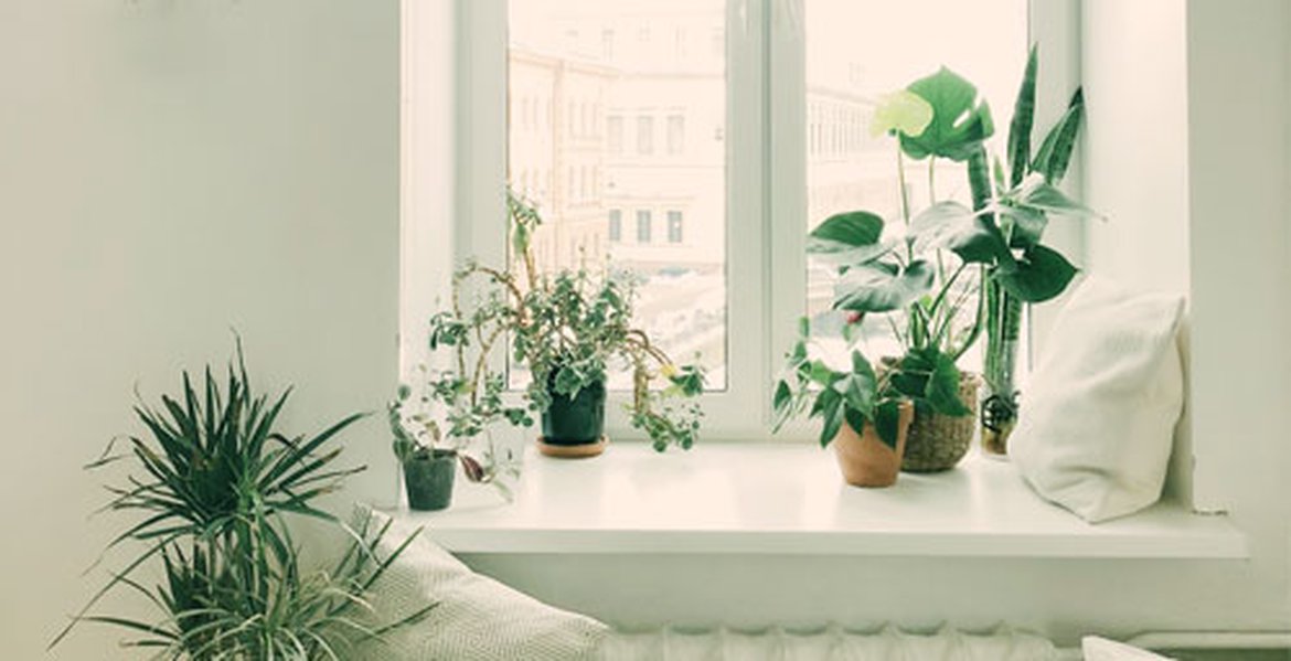 Plantes intérieures : qualité d'air et relaxation