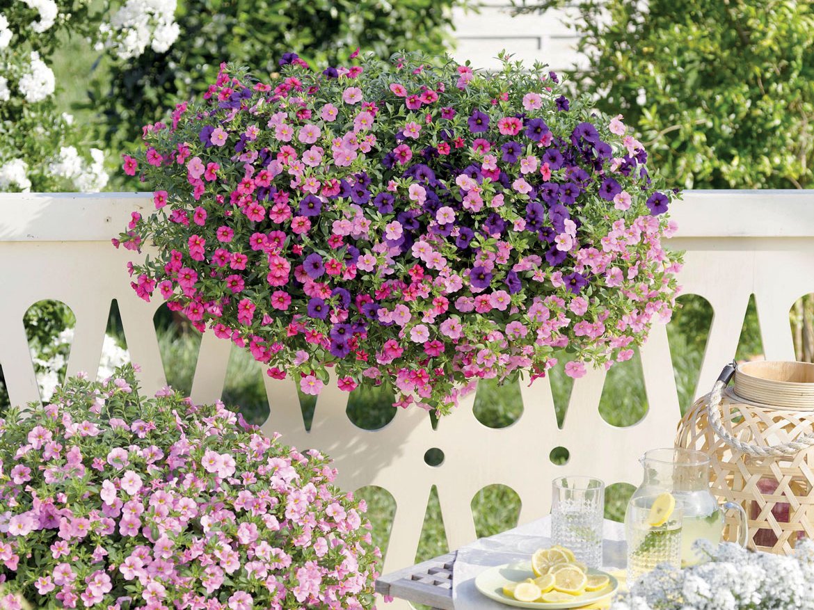 Confetti Garden un mix de fleurs et de couleur parfait pour les jardinières - Schilliger