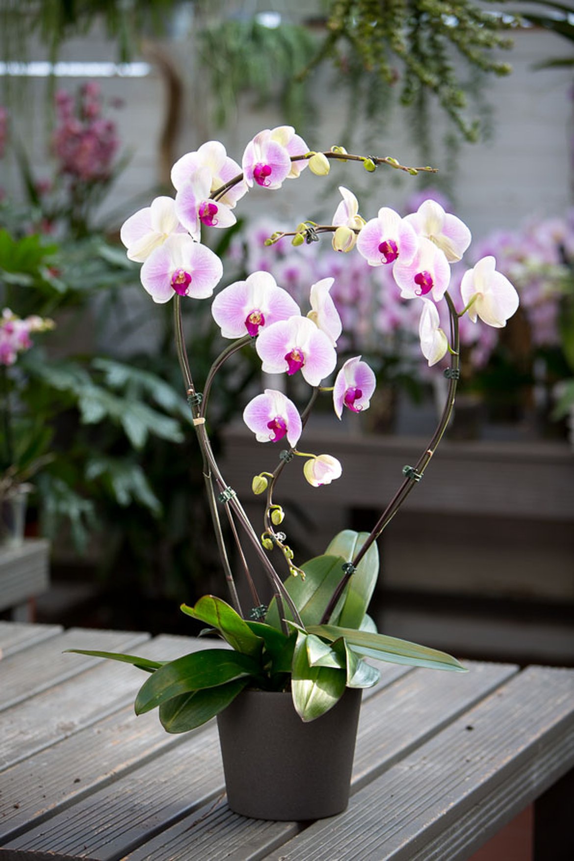 Orchidée Phalaenopsis et ses plantes vertes dans vannerie