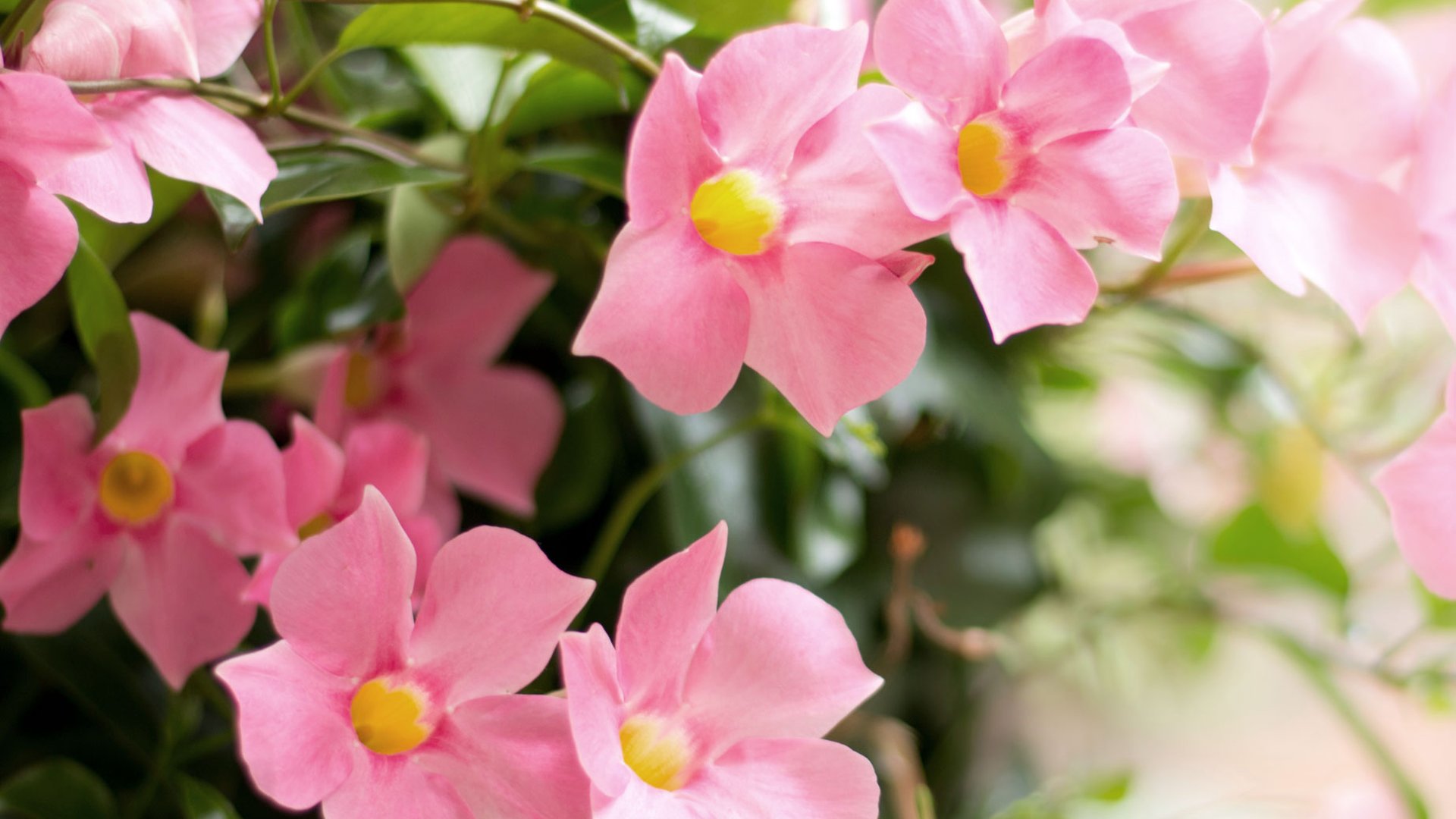 Créez votre jardin méditerranéen


 
