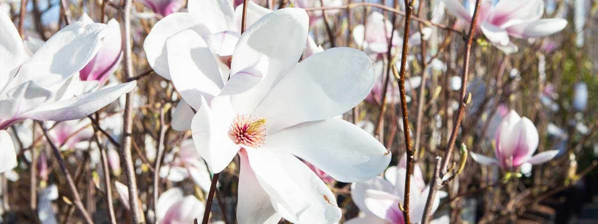 Quelle variété de magnolia choisir ?