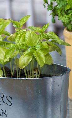 Comment conserver ses plantes aromatiques

 