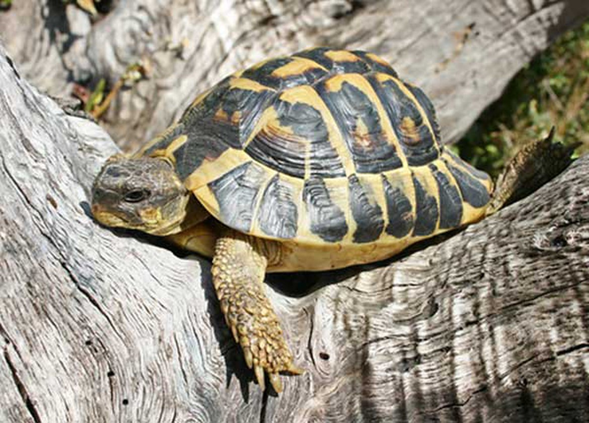 Animaux, le réveil des tortues après hibernation