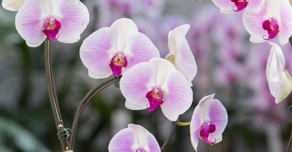 Conseils d'entretien des orchidées Phalaenopsis — BOYA - Fleurs & Maison