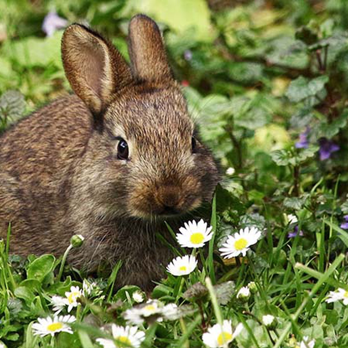 Blog - un lapin au jardin