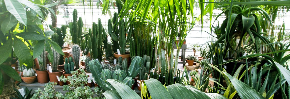 Boutique en ligne- Catalogue de plantes
