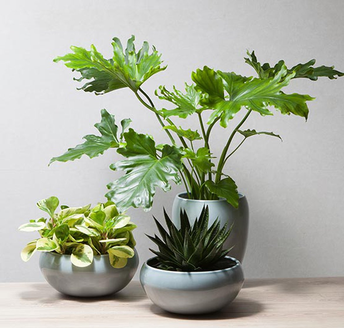 15 cache-pots pour sublimer vos plantes  Pot de fleur interieur,  Décoration plantes intérieur, Cache-pot