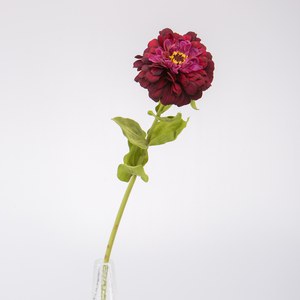   Zinnia en fleur Rouge bordeaux 70cm