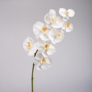 Schilliger Sélection  Phalaenopsis 8 fleurs Blanc 84cm