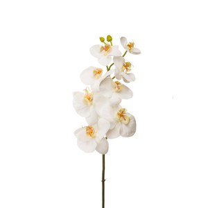 Schilliger Sélection  Phalaenopsis 8 fleurs et 2 boutons Blanc 72cm