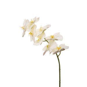 Schilliger Sélection  Phalaenopsis 8 fleurs Blanc 90cm