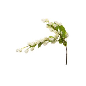 Schilliger Sélection  Houblon en fleurs Blanc 96.5cm