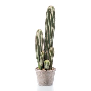 Schilliger Sélection  Cactus San Pedro en pot artificiel  57cm