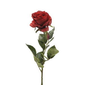 Schilliger Sélection  Rose simone 73cm red Rouge cerise 73cm