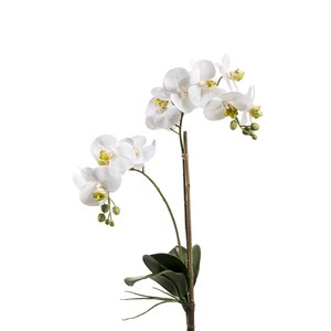 Schilliger Sélection  Phalaenopsis 2 branches avec feuille sans pot artificiel Blanc 65cm