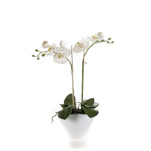 Schilliger Sélection  Phalaenopsis coupe blanche artificiel  50cm