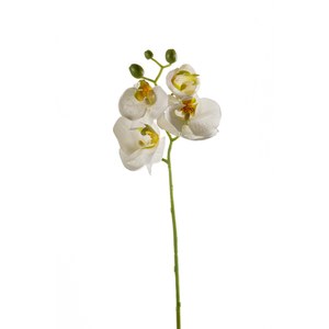 Schilliger Sélection  Phalaenopsis en branche artificiel Blanc 56cm