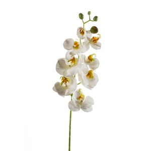 Schilliger Sélection  Phalaenopsis en branche artificiel Blanc 68cm