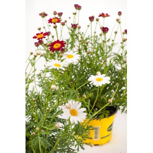 Schilliger Production  Argyranthemum frutescens  Pot de 12 cm