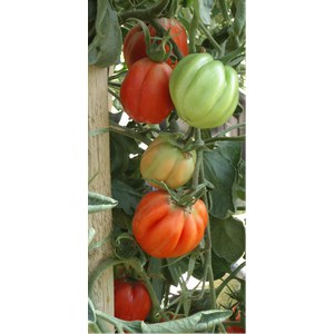 Schilliger Production  Tomate greffée 'Coeur de Boeuf'  12 cm