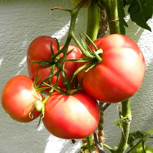 Schilliger Production  Tomate greffée 'Rose de Berne'  Pot de 12 cm