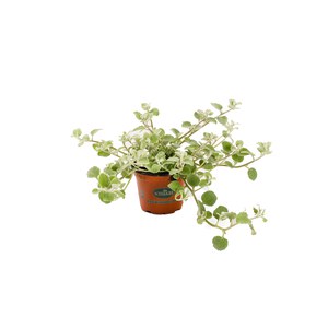 Schilliger Production  Helichrysum petiolare 'Silver'  Pot de 13 cm