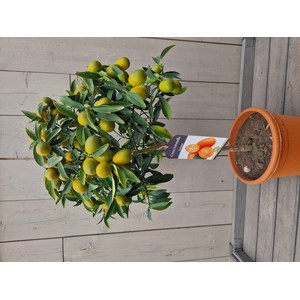   Citrus fortunella 'Margarita'  Pot 20 cm buisson 60/70 extra