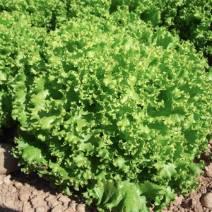 Production Suisse  Salade 'Lollo Bionda'  bac de 6