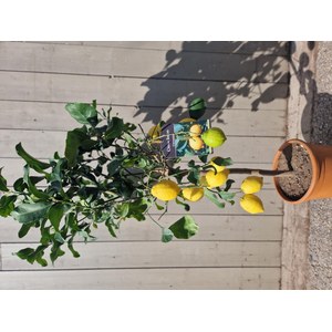   Citrus limon  Pot 24 h130/140 cm