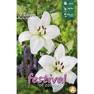   Lilium asiatique Blanc  sans