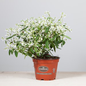 Schilliger Production  Euphorbia 'Diamond Frost'  Pot de 12 cm